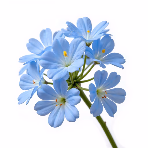 Blue Flowers Illustration