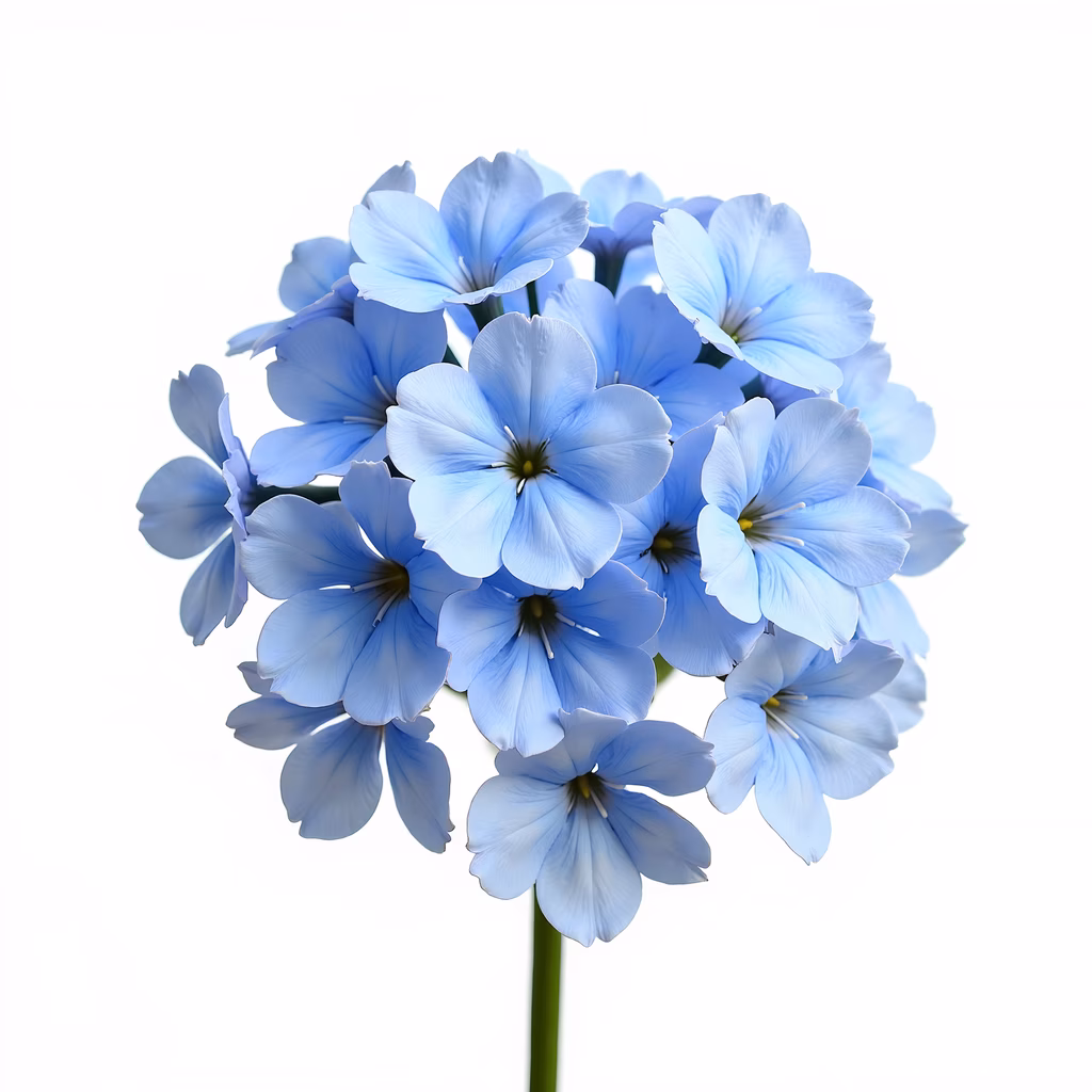 Delicate blue flowers with vibrant yellow centers on a clean white background.