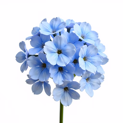 Blue Flowers Illustration