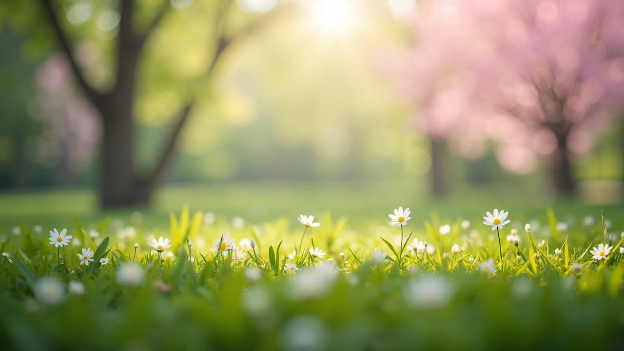 Daisies, green field, golden sunlight, blurred trees, pink blossoms, serene, tranquil