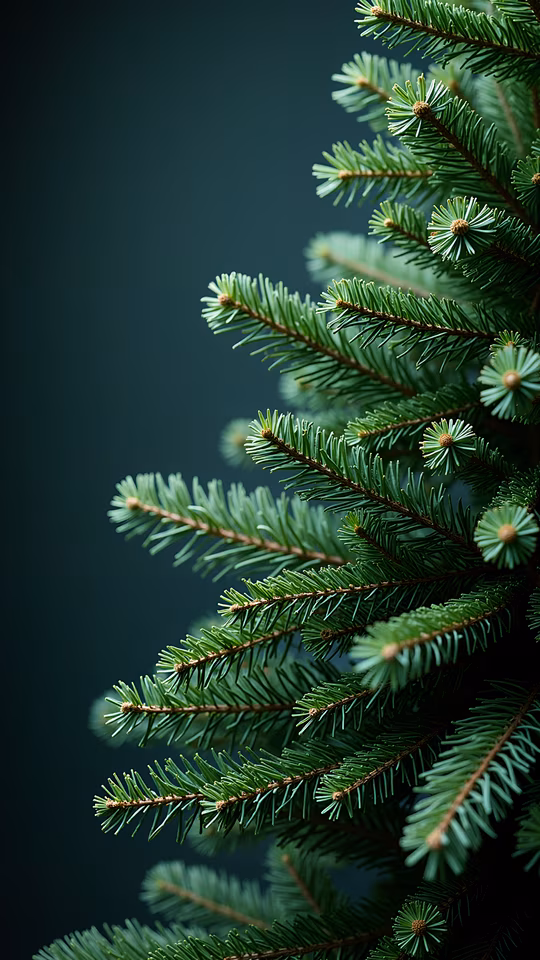 Fir Branches Realistic