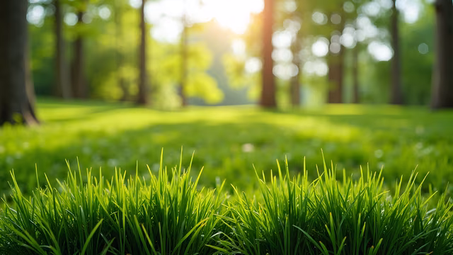 Forest Grass Illustration