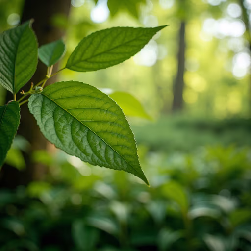 Forest Leaves