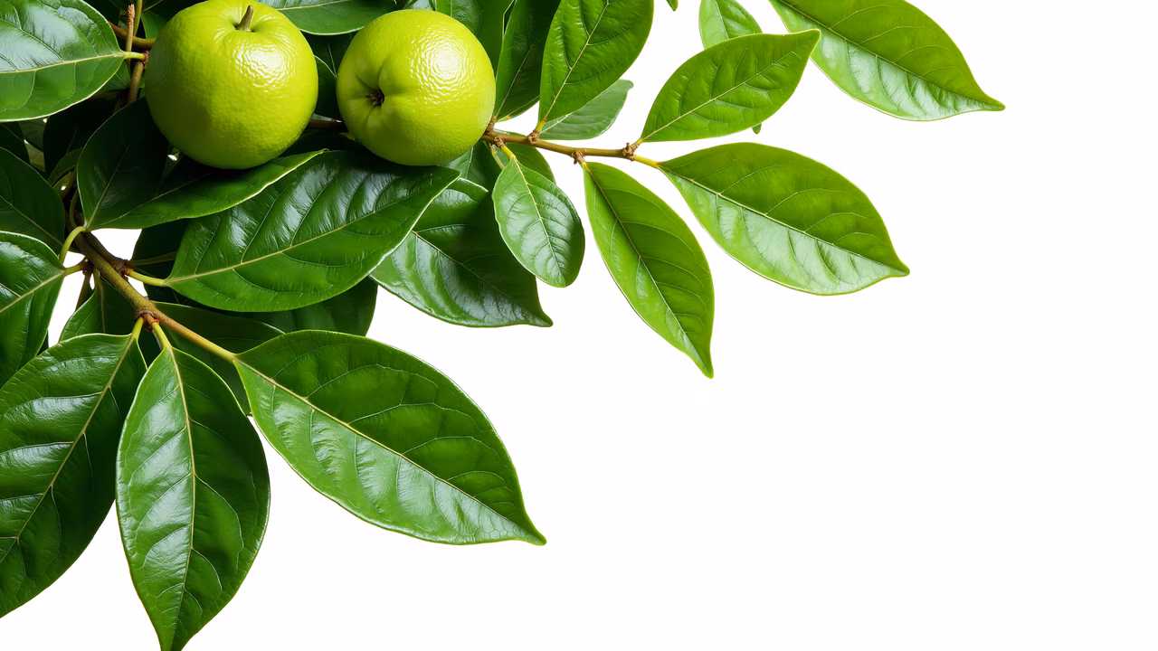 Vibrant green fruits and glossy leaves in an illustration of nature's freshness.
