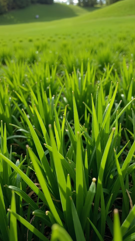 Green Grass Field