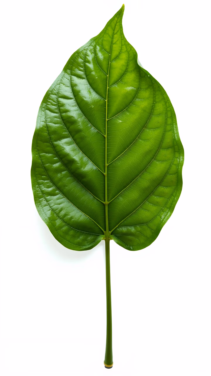 Vibrant green leaf illustration with detailed veins and glossy texture on a white background.