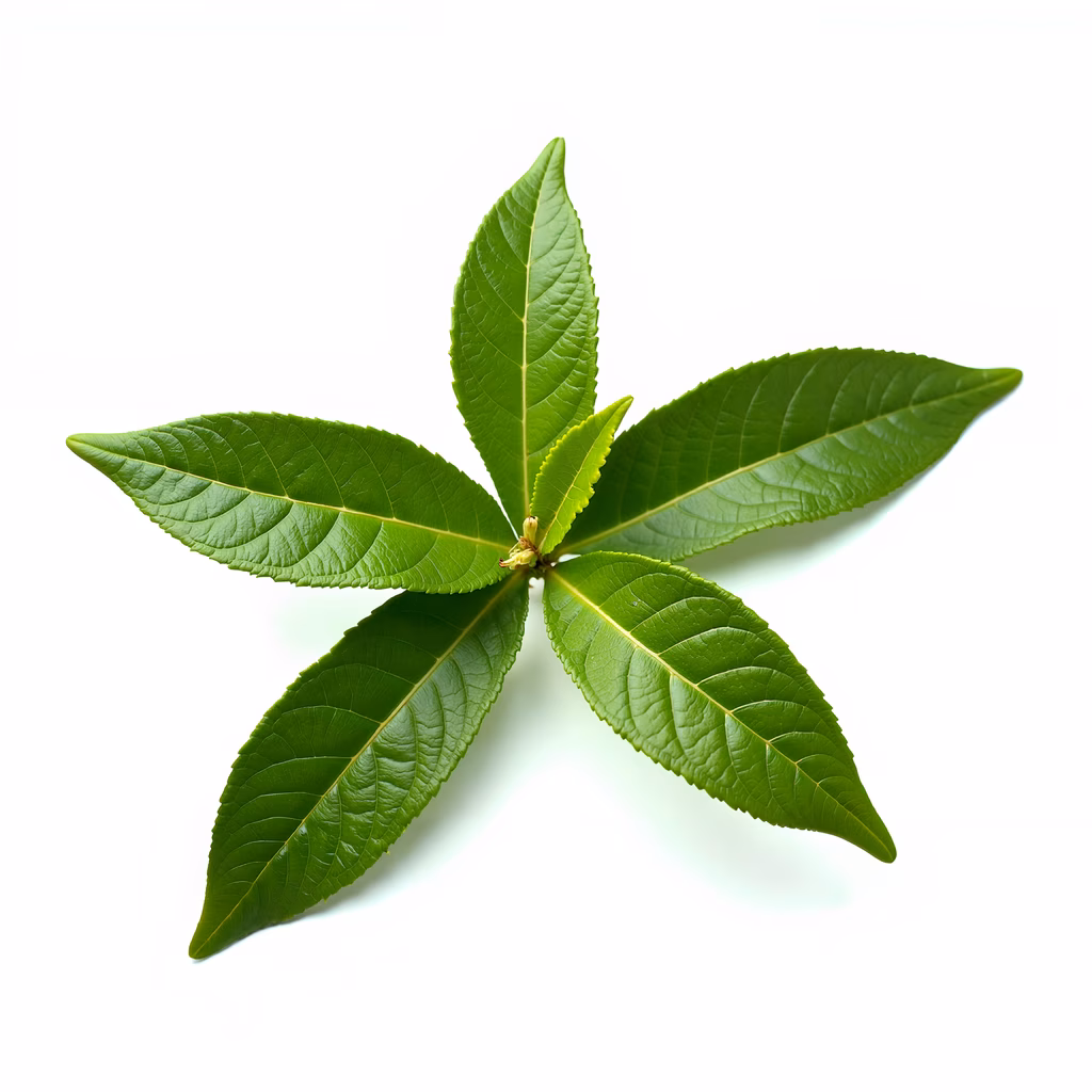 Vibrant green leaf illustration with detailed veins and glossy texture on a white background.