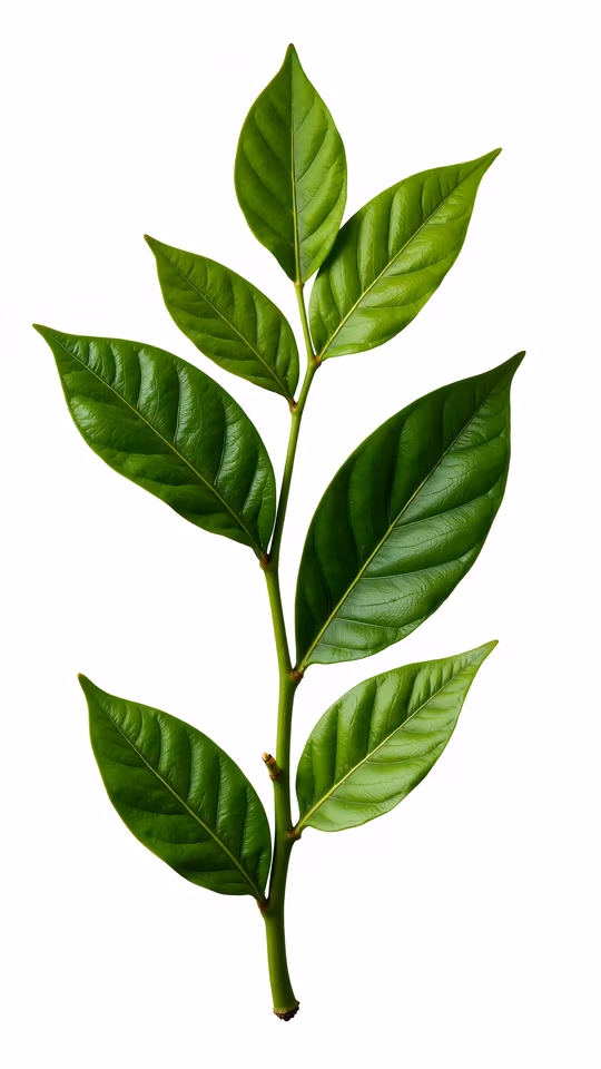 Green Leaf Illustration