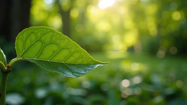 Green Leaf in Nature