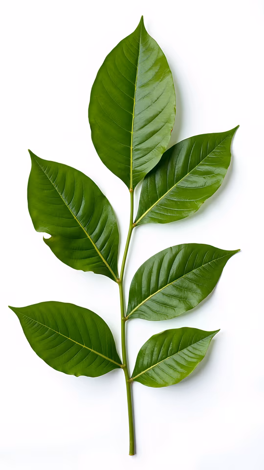 Green Leaves Illustration