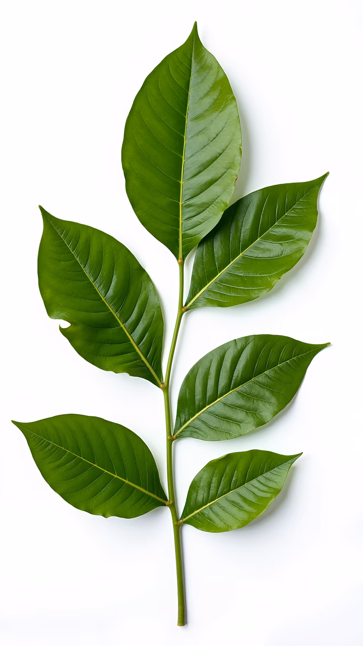 Vibrant green leaves with detailed veins on a clean white background.