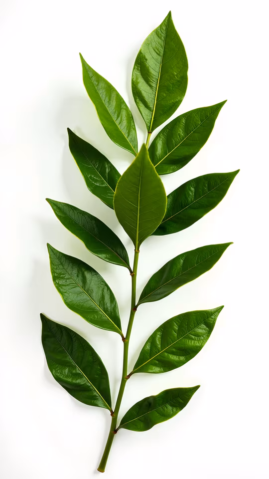 Green Leaves Illustration
