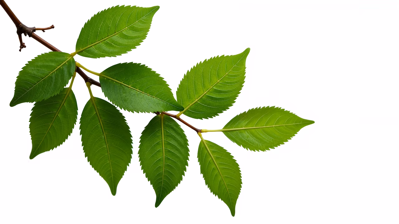 Vibrant green leaves with detailed veins on a white background