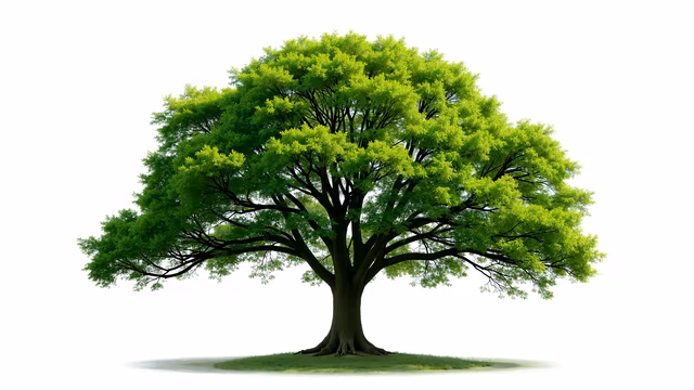 Green Tree Illustration