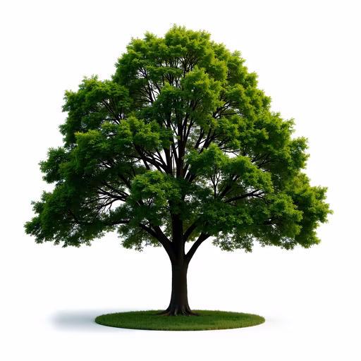 Green Tree Illustration