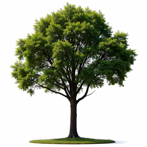 Green Tree Illustration