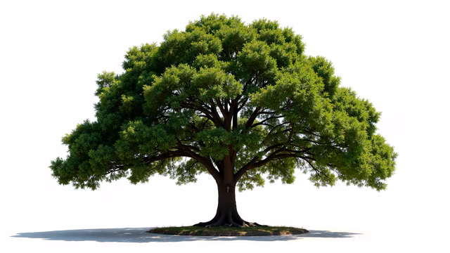Green Tree Illustration