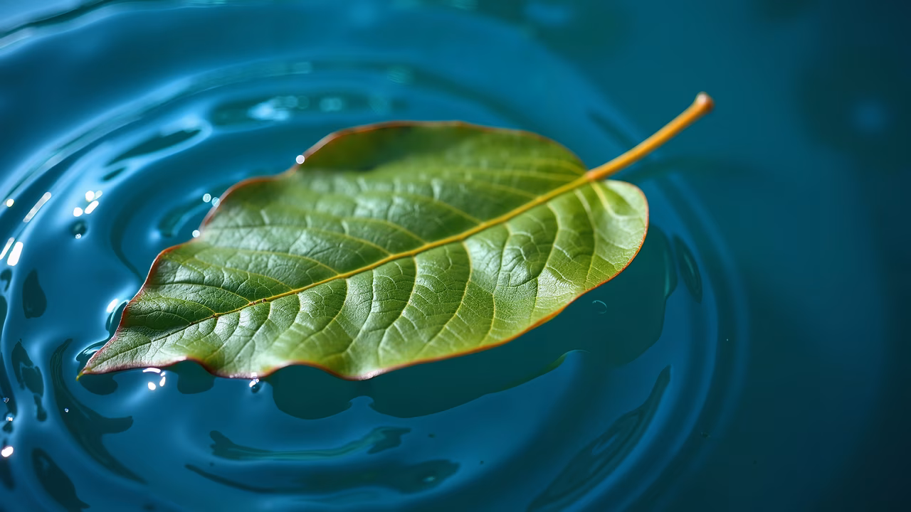 A serene scene featuring a green leaf on water, highlighting nature's beauty and tranquility.
