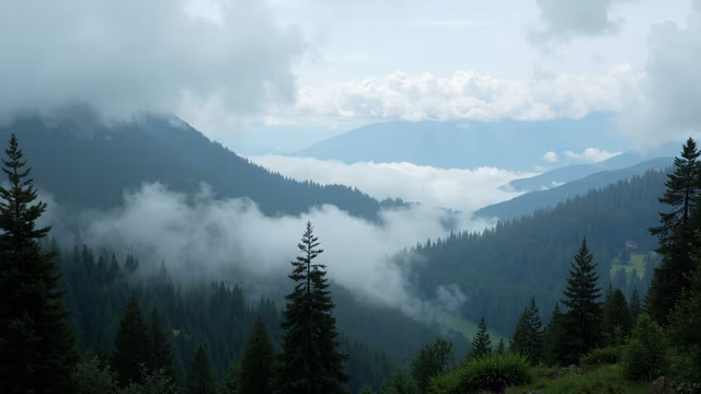 Misty Forest Valley