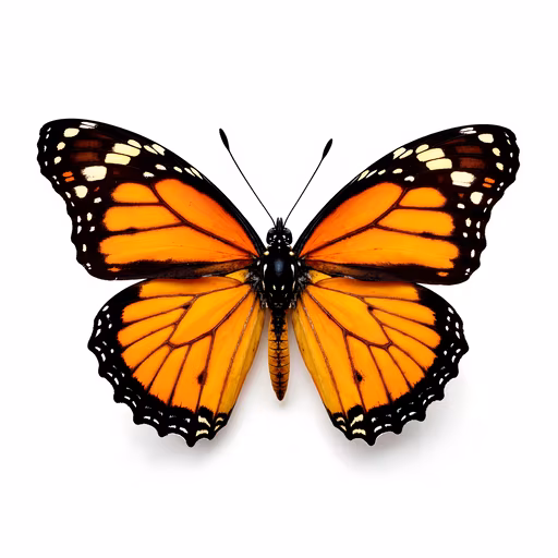 Monarch Butterfly Illustration