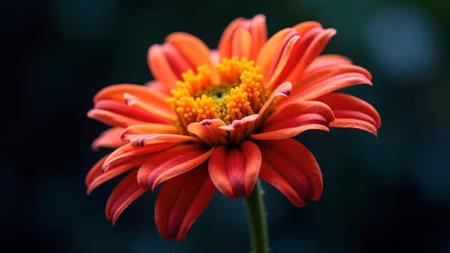 Red Daisy Illustration