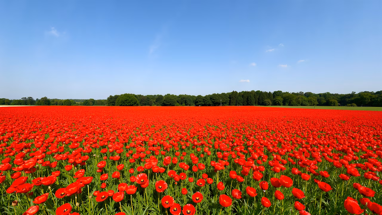 Vibrant red poppy field under a clear blue sky, serene natural beauty