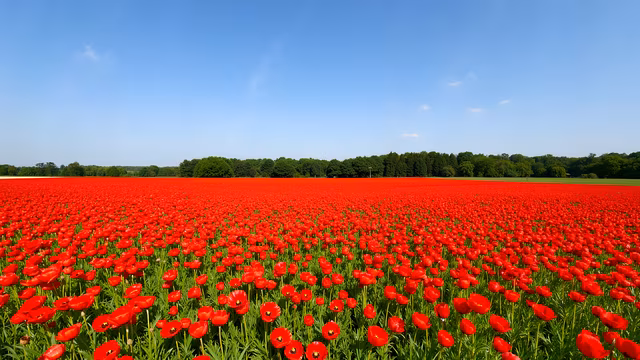 Red Poppy Field Illustration