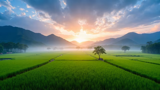 Rice Fields at Dawn