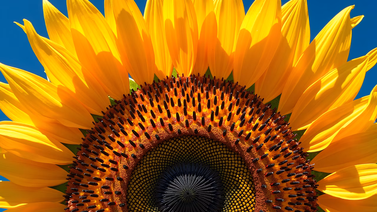 Vibrant sunflower illustration highlighting natural beauty and intricate details.