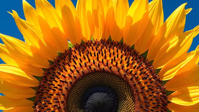 Sunflower Illustration