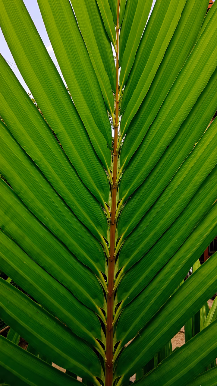Close-up of tropical palm fronds with vibrant green hues and intricate textures.