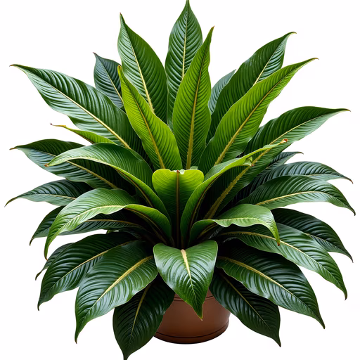 Tropical Plant Illustration