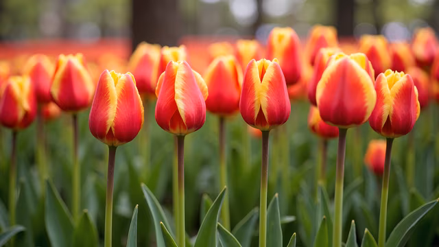 Tulips in Bloom