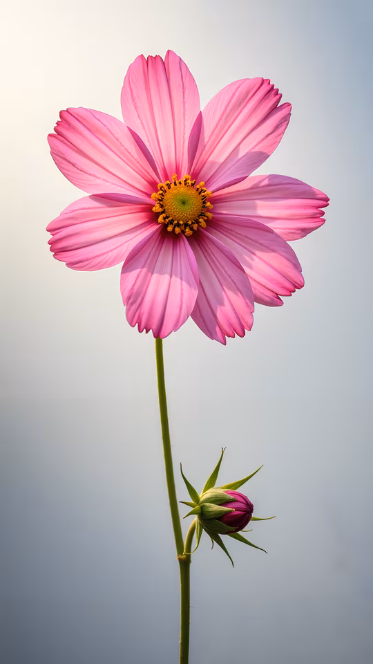 Pink Cosmos Flower