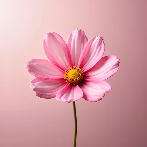 Pink Cosmos Flower Illustration