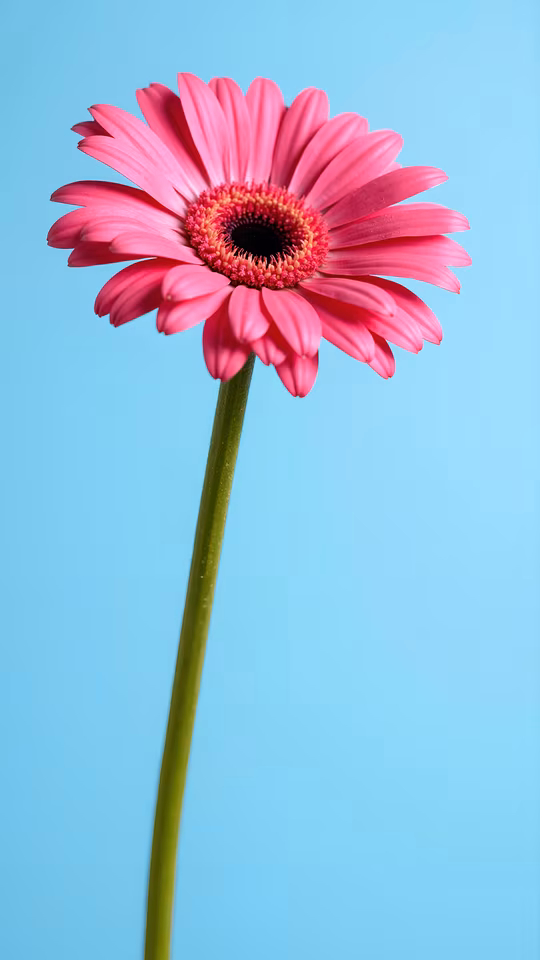 Pink Daisy Illustration