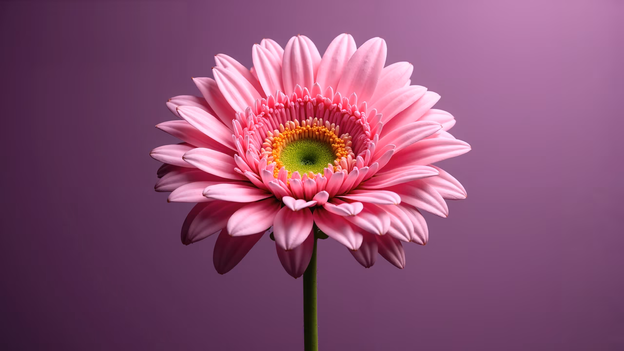 Vibrant pink daisy illustration with detailed textures and soft purple background