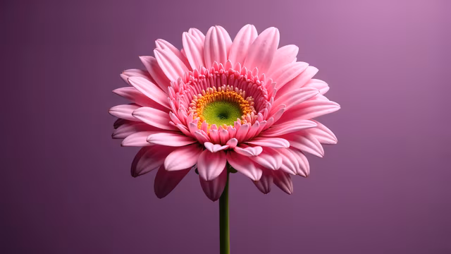 Pink Daisy Illustration