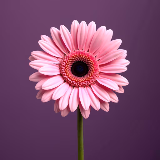 Pink Daisy Illustration