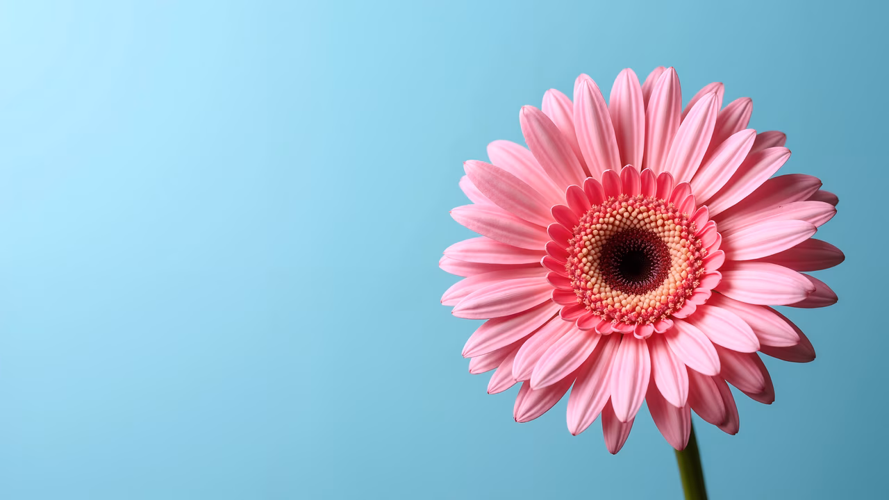 Vibrant pink daisy on a blue background