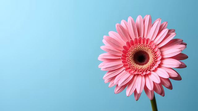 Pink Daisy on Blue Background