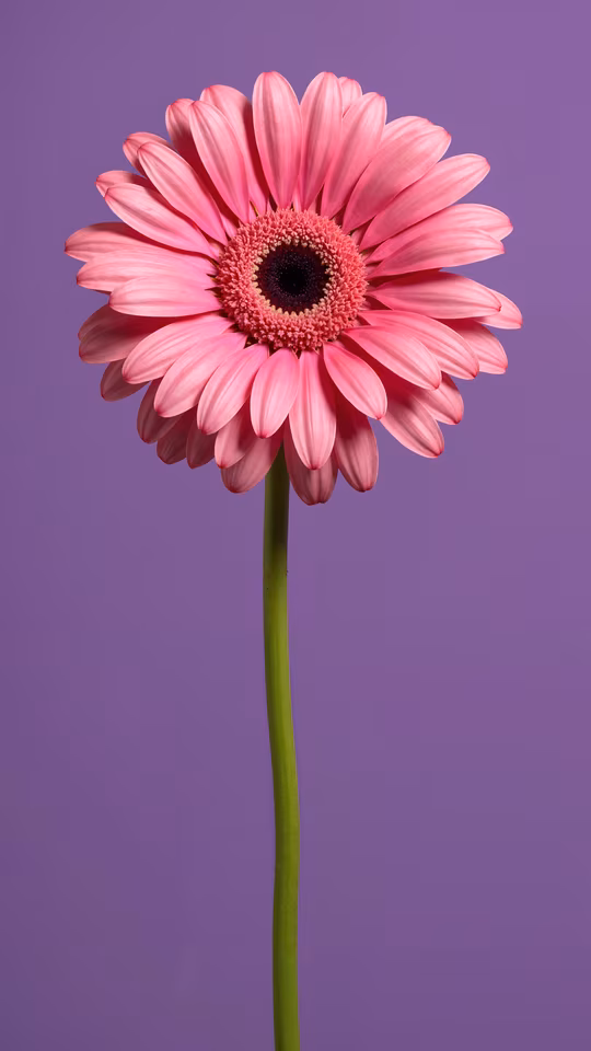 Pink Daisy on Purple