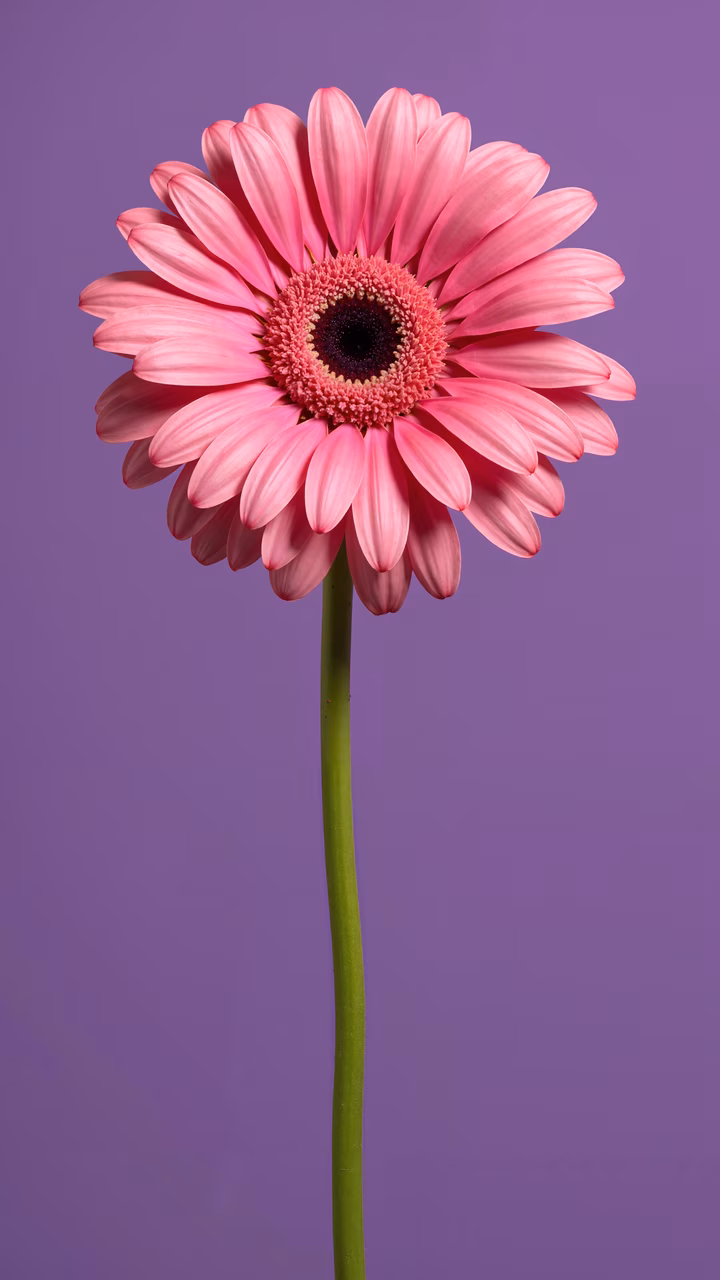 Vibrant pink daisy against a soft purple backdrop