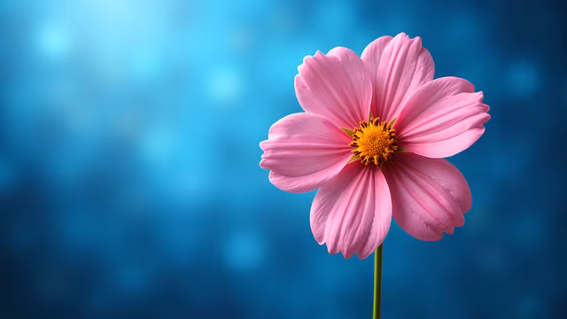 Pink Flower on Blue Background
