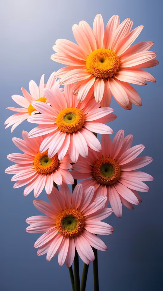 Pink Gerbera Daisy Bouquet