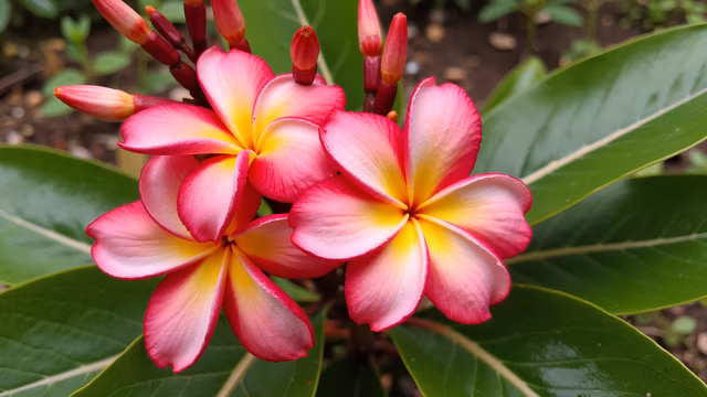 Pink Plumeria Flowers