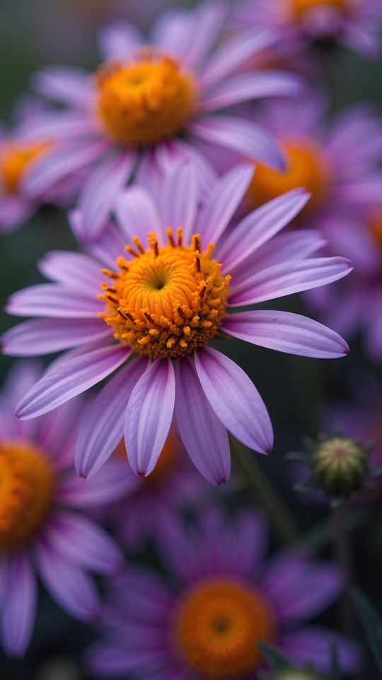 Purple Aster Flowers