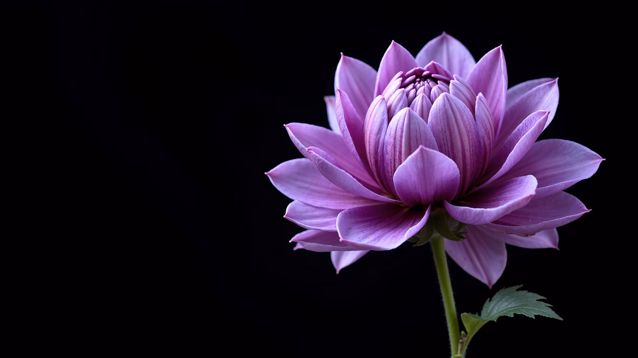 Stunning purple dahlia flower against black background