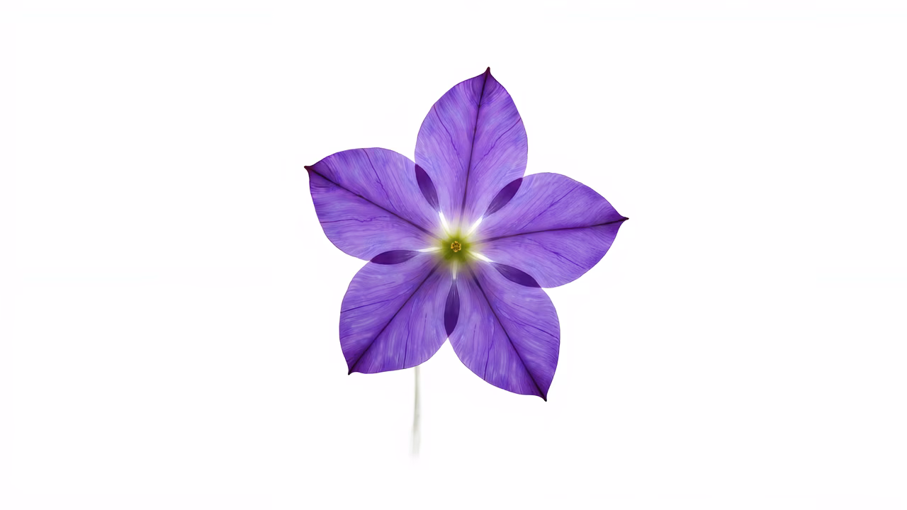 Vibrant purple flower illustration with detailed textures and a stark white background.