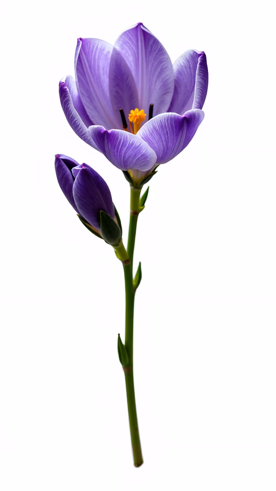 Purple Tulip Illustration